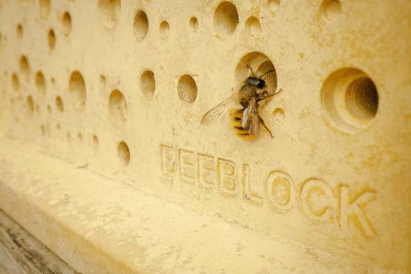 Ladrillos para abejas obligatorios en Brighton