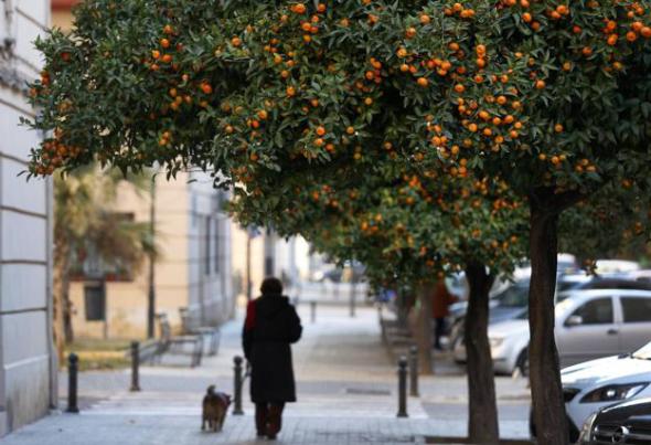 [VIDEO]La peculiar forma de recoger naranjas en España